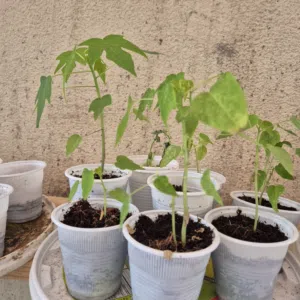 PAPAYA Sampling more than 2 months old
