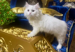 قط شيرازي ابيض للبيع التفاصيل في الوصف