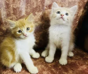 قطط شيرازيه صغيره عمر شهر ونص