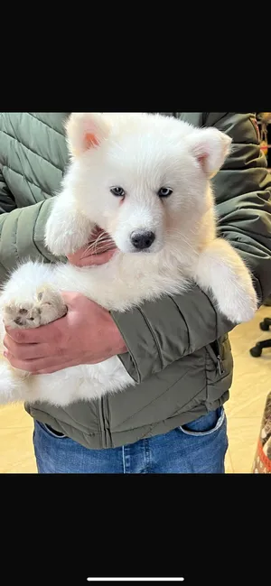 Husky2