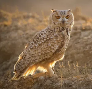 مطلوب فرووخ بوم