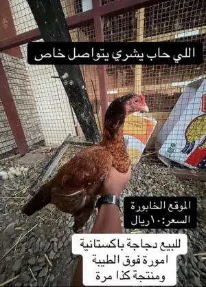 ديايه باكستانيه بياضه