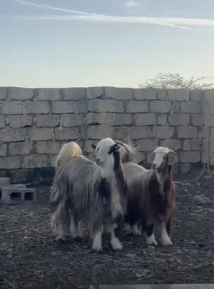 جداية حوالي 3 سنوات للبيع