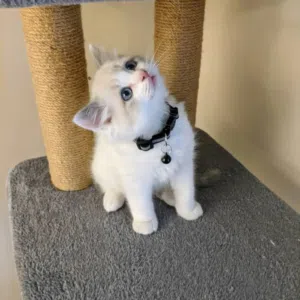 Ragdoll kitten available for new home