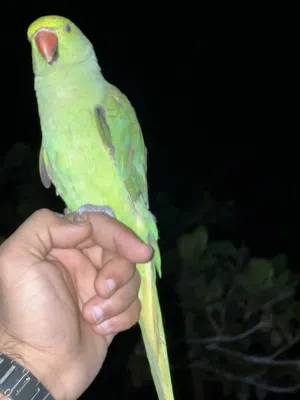 للبيع ببغاء أليفة