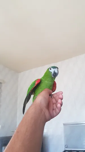 ‏ببغاء‏0