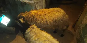 Sheep3