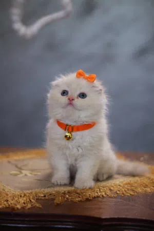 كتن  هملايا اورنج فولد عمر شهرين ذكر متعود على التر بوكس و الدري فود  و هملايا شوكلت فولد