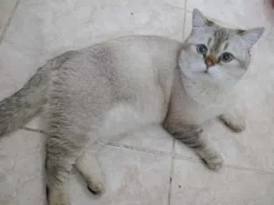 ذكر سلفر شيدد
