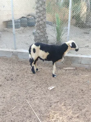البيع كبش عماني أصل حار