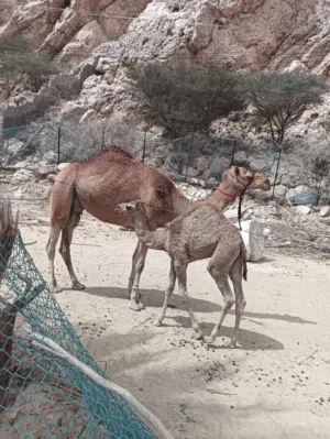 للبيع ناقه