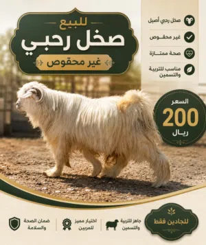 تيوس رحبيات واحد هجين سمينات للبيع العدد 4