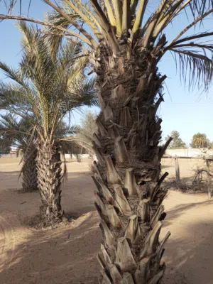 خمس نخلات بكراري اطول 2متر ونص