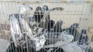 طيور بكستانيه