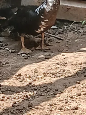 بطه ذكر البيع بسعر حرق