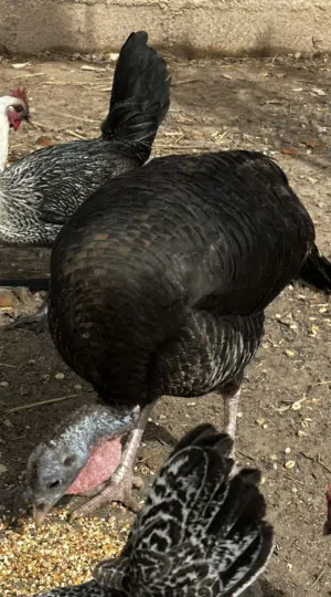 ديك رومي للبيع