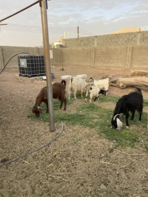 مجموعة اغنام للبيع