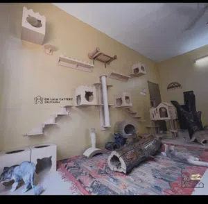 Cat sitter CatCare Cat Boarding Cat Hotel Cat Vacation  Cathomecare