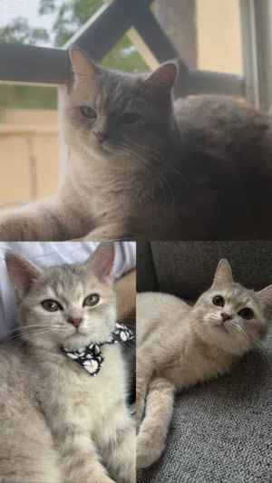 سكوتش ستريت
