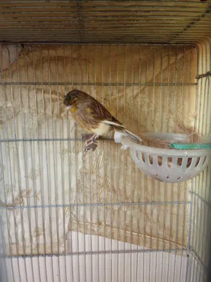 طيرة جلوستر جاهزه