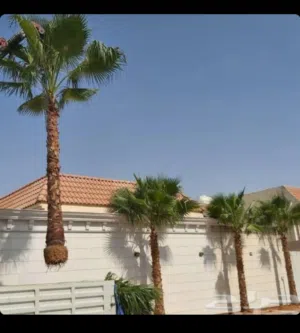 معنا نخيل واشنطني وأشجار زينه