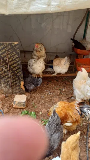 بيض براهمي مخصب