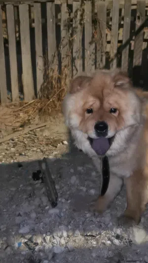 كلب تشاوشاو