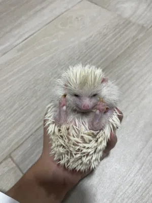 albino hedgehog