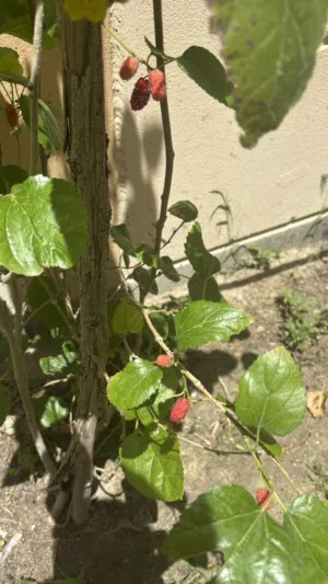Berry toot tree