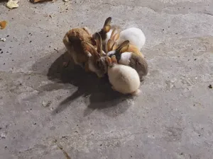 ارانب صغيرة جميلة