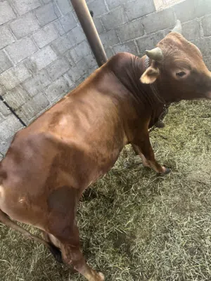 ثوار اثنين عمانيات محليات من صغار معنا مربيات