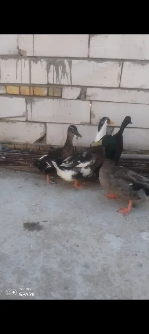 بشوش عدد 4 للبيع