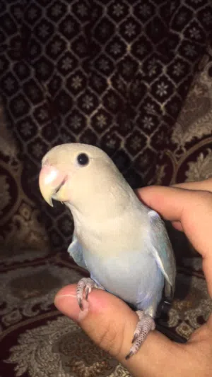 للبيع طائر روز اليف هدد