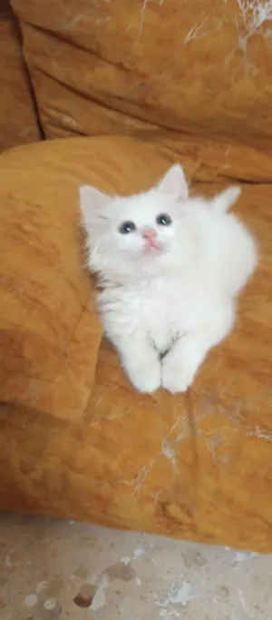 ‏شيرازي‏3