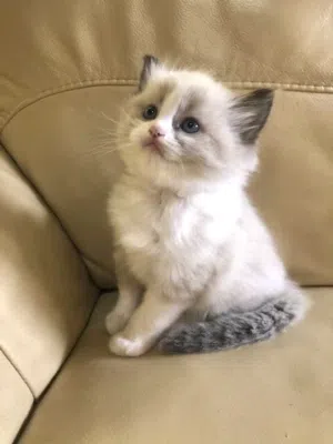 Looking for adopting ragdoll baby cat ادور لتبني قط راغدول صغير.