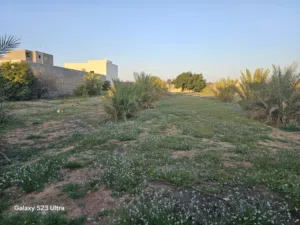 نص هكتار 5000م2 للبيع الباعيش بالقرب من جامع حمزه