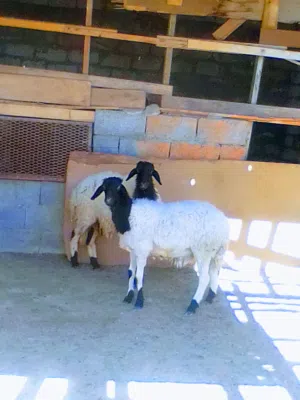 اقراء الوضف