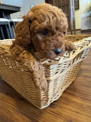 Poodle with papers