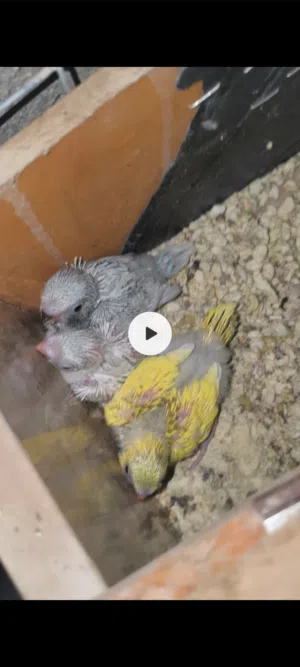 طيور حب امايات  للبيع