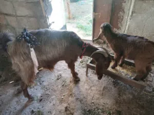 عنز للبيع معها بنتها