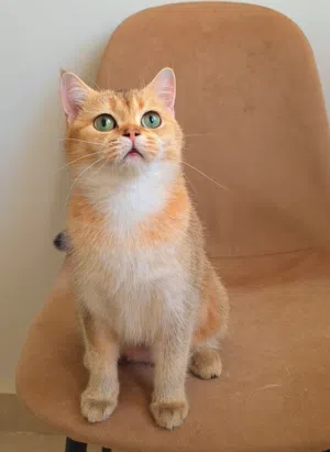 British female (Spayed)