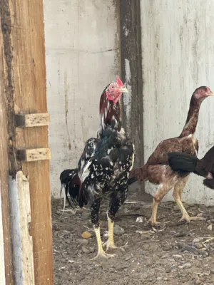 بيع دجاج باكساتي اصل