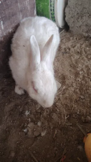 أرنب ذكر للبيع او التبادل ب انثى