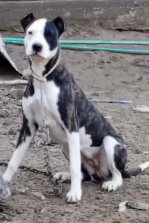 جروه نثيه العمر تقريب 8اشهر شراسه وحراسه وذكاء عنوان بصره كرمت علي