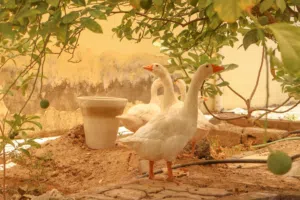 إوز ممتاز للبيع منتج وأحجام مختلفة