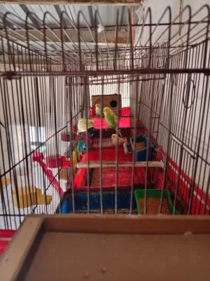 3زواج حب للبدل على زوج كنار