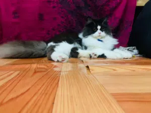 metured adult female cat ready for breading