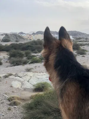 جيرمن انثى كنج سايز اصل بيور