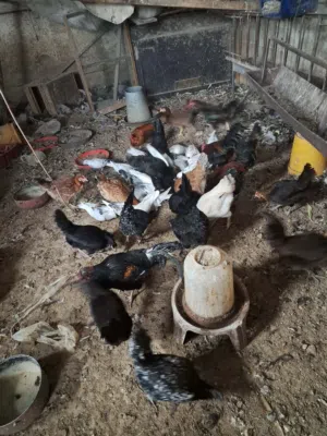 دجاج بلدي وديوك بلدي للبيع