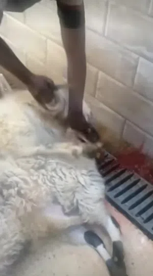 لحام لا ذبح الاضاحي